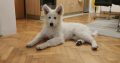 White Swiss Shepherd Dog puppies