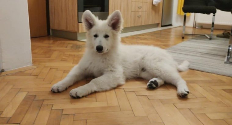 White Swiss Shepherd Dog puppies