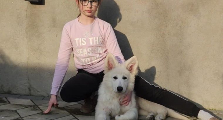White Swiss Shepherd Dog puppies