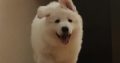 White Swiss Shepherd Dog puppies