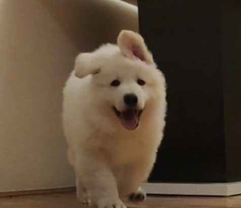 White Swiss Shepherd Dog puppies