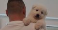 White Swiss Shepherd Dog puppies