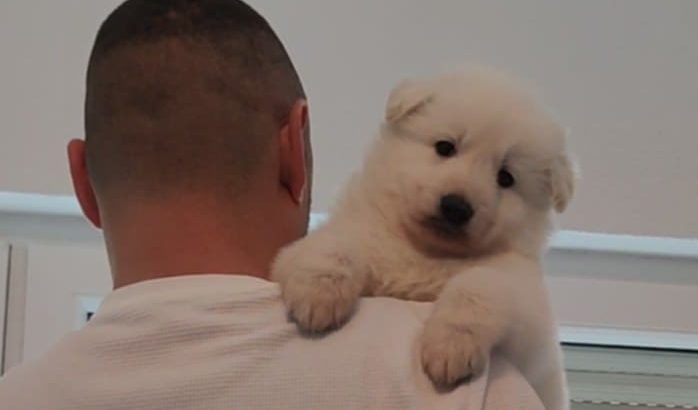 White Swiss Shepherd Dog puppies