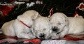 Golden retriever puppies and young dogs for sale