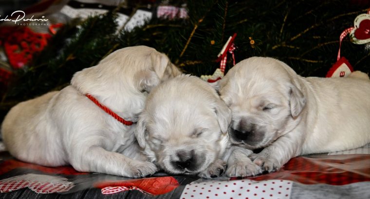 Golden retriever puppies and young dogs for sale