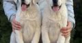 Central Asian Shepherd puppies
