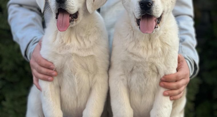 Central Asian Shepherd puppies