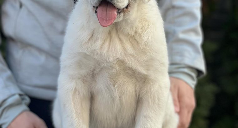 Central Asian Shepherd puppies
