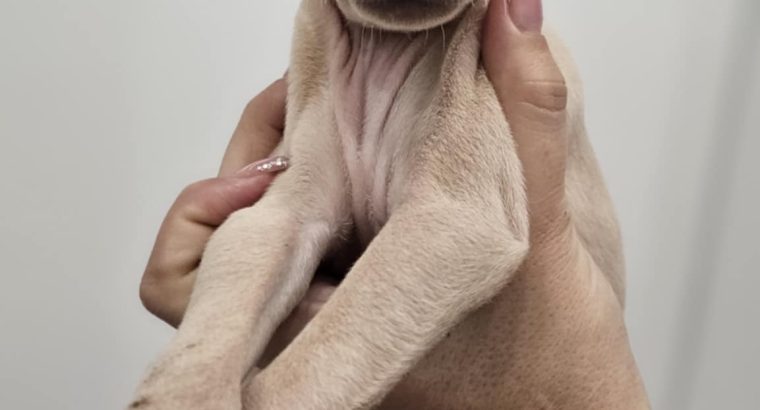 Italian Greyhound Puppies