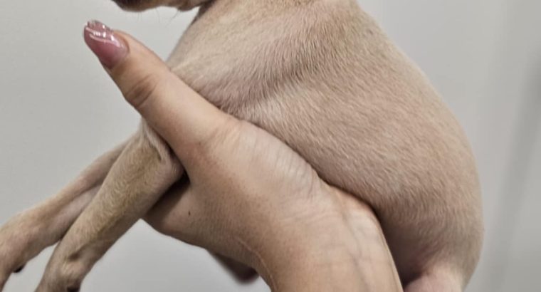 Italian Greyhound Puppies