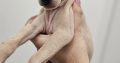 Italian Greyhound Puppies