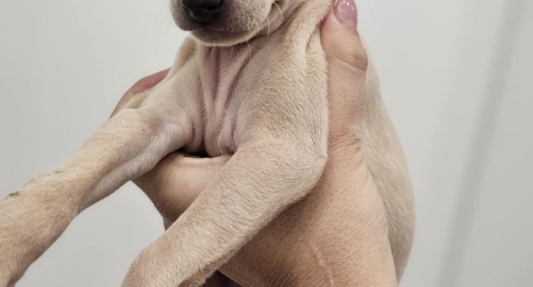 Italian Greyhound Puppies