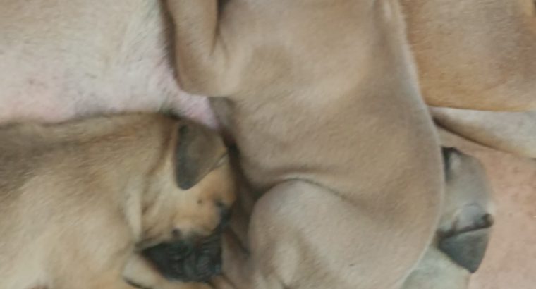 South African Mastiff Boerboel puppies for sale