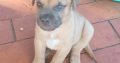 South African Mastiff Boerboel puppies for sale