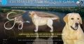 Labrador Retriever female for sale