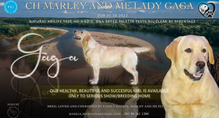 Labrador Retriever female for sale