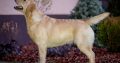 Labrador Retriever female for sale