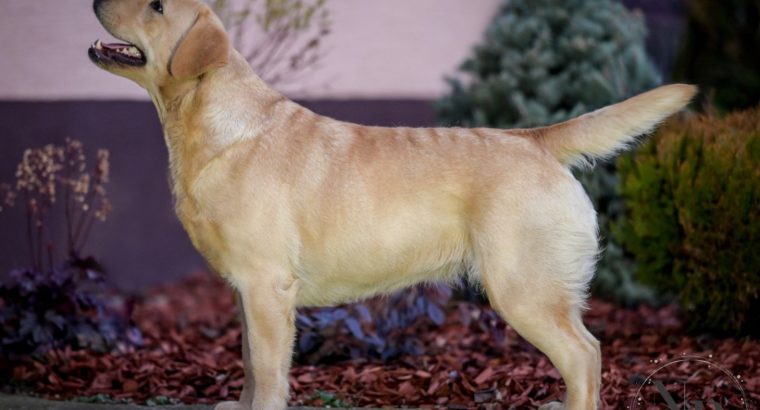 Labrador Retriever female for sale