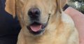Labrador Retriever female for sale