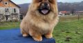 Chow Chow Puppies