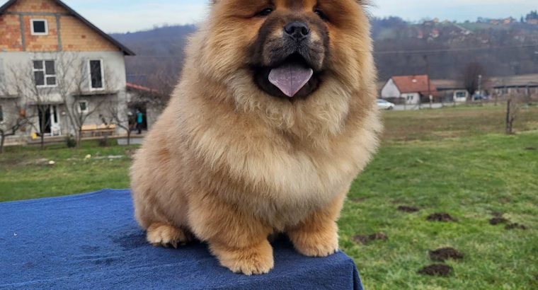 Chow Chow Puppies