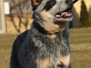 Australian cattle dog puppies