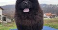 Chow Chow Puppies