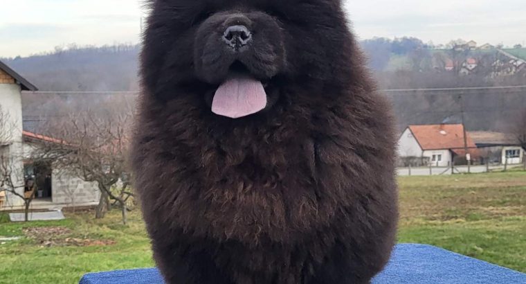 Chow Chow Puppies