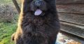 Chow Chow Puppies