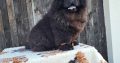 Chow Chow Puppies