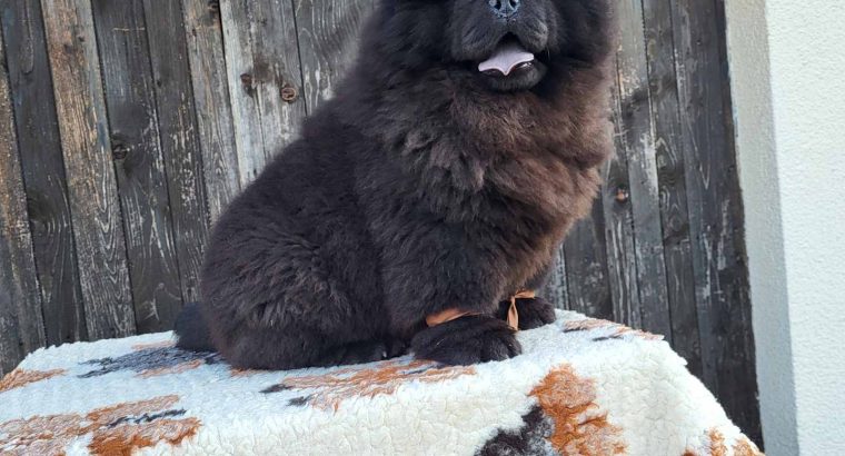 Chow Chow Puppies
