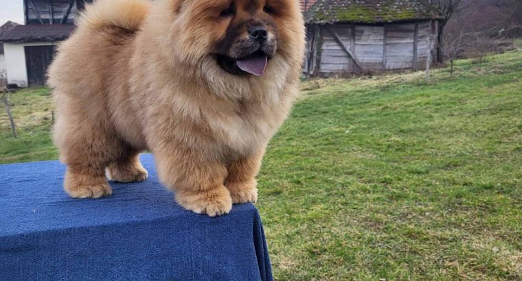 Chow Chow Puppies