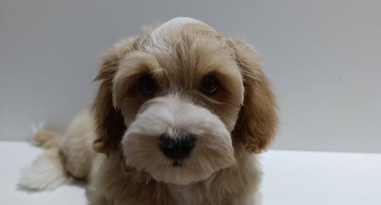 Havanese Bichon puppies