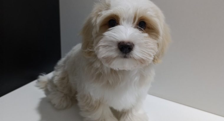 Havanese Bichon puppies