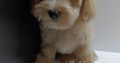 Havanese Bichon puppies