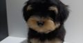 Havanese Bichon puppies