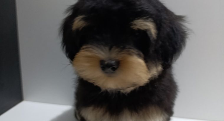 Havanese Bichon puppies