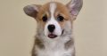 Welsh corgi pembroke puppies for sale