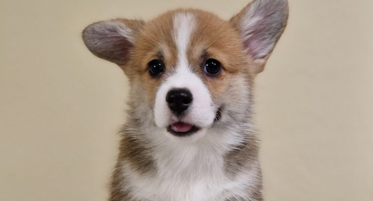 Welsh corgi pembroke puppies for sale