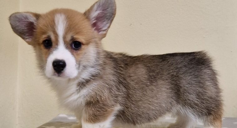 Welsh corgi pembroke puppies for sale