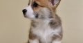Welsh corgi pembroke puppies for sale