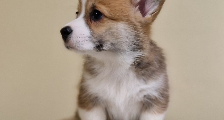 Welsh corgi pembroke puppies for sale