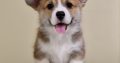 Welsh corgi pembroke puppies for sale