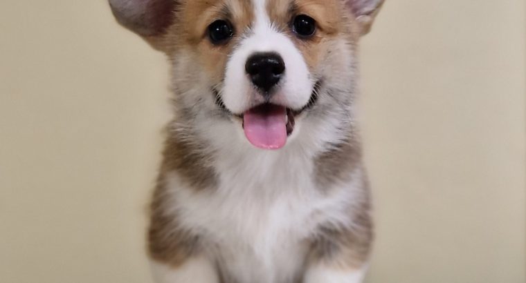 Welsh corgi pembroke puppies for sale