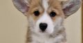 Welsh corgi pembroke puppies for sale