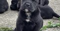 Cane Corso puppies for sale