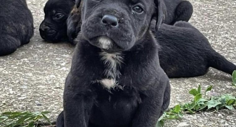 Cane Corso puppies for sale