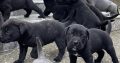 Cane Corso puppies for sale