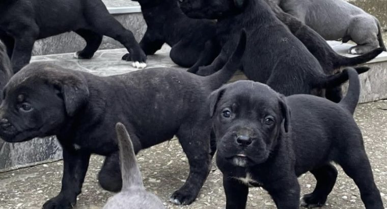 Cane Corso puppies for sale
