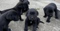 Cane Corso puppies for sale